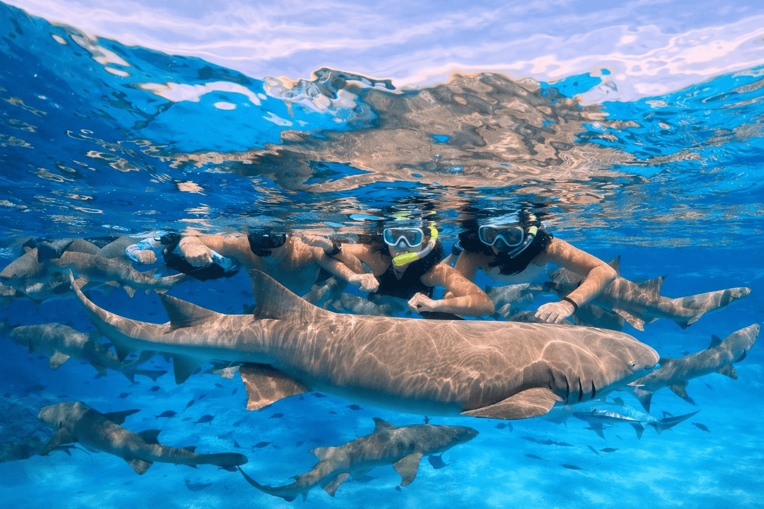 SWIM WITH SHARKS