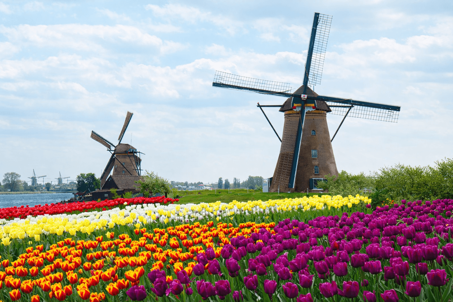 WINDMILLS & SEASONAL TULIP FIELDS