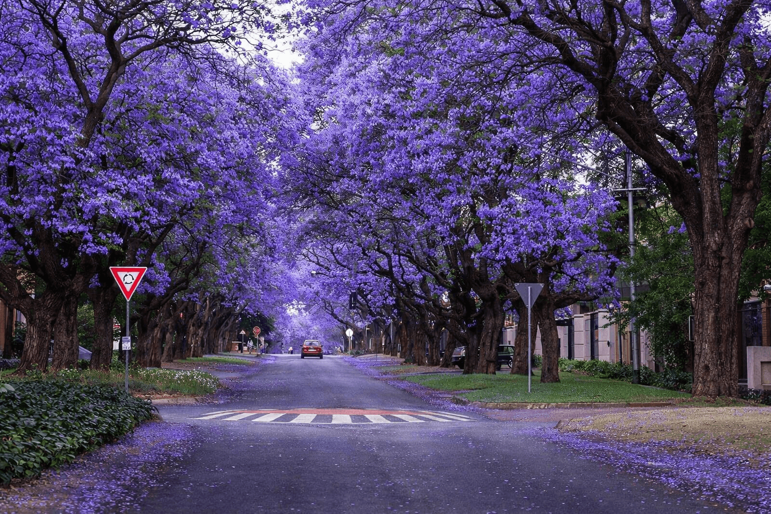 PRETORIA — WHERE HISTORY BLOOMS