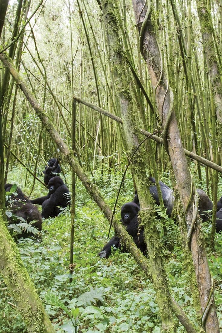 Why visit Rwanda